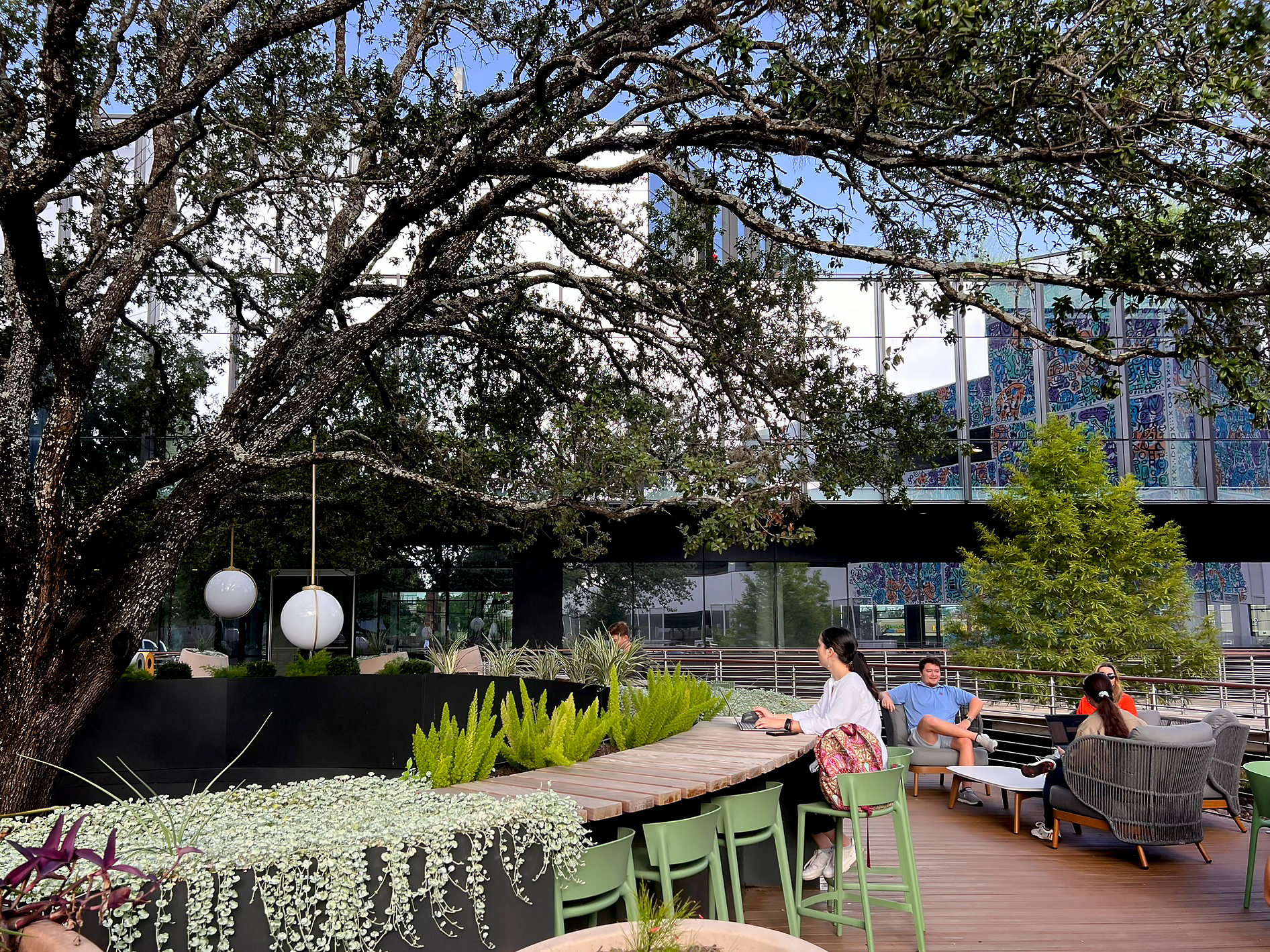 The planted counter beneath the oak, ferns and dichondra spilling over the steel edge