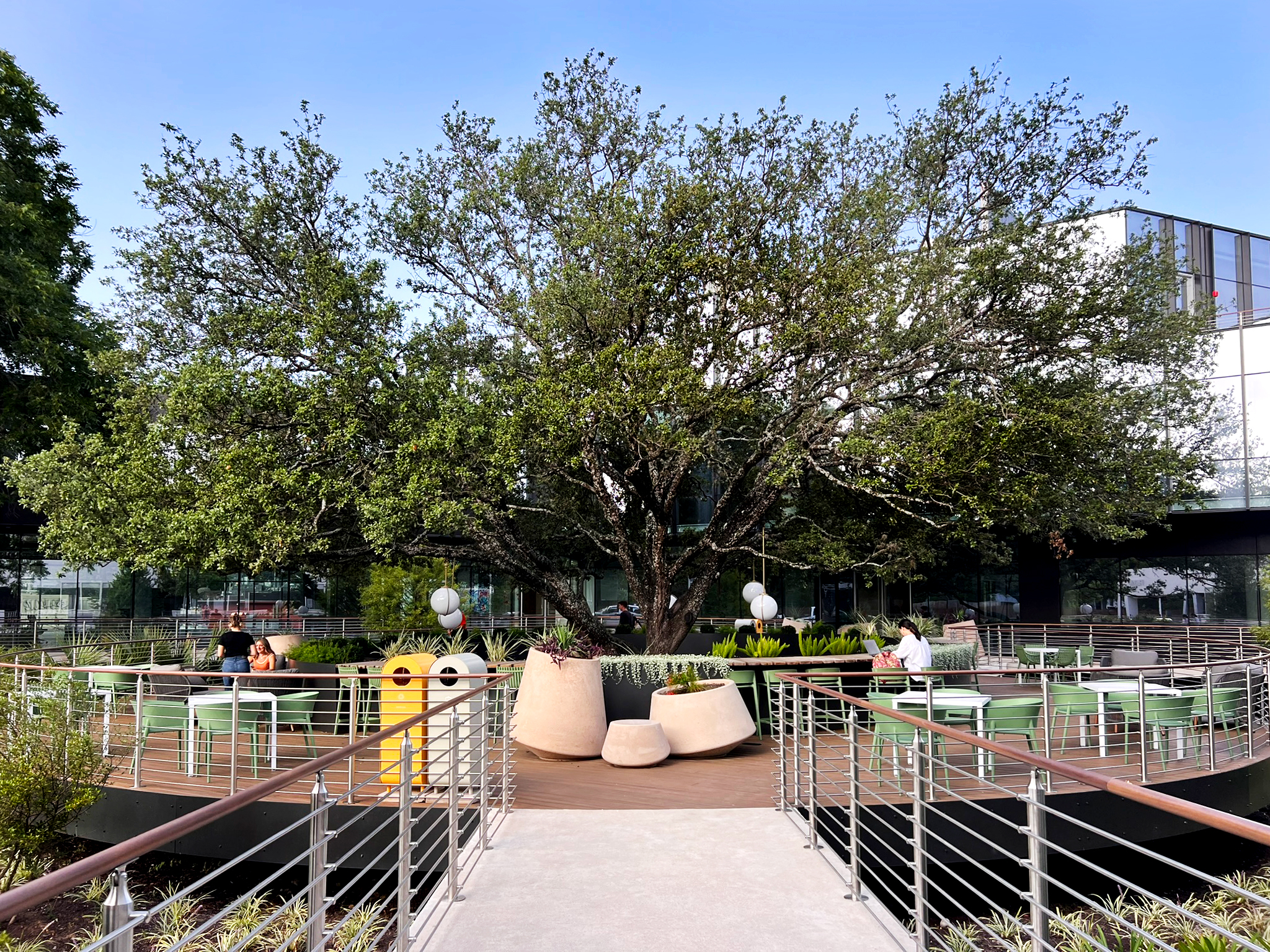 The bridge approach to the oval deck, the heritage live oak centred beyond